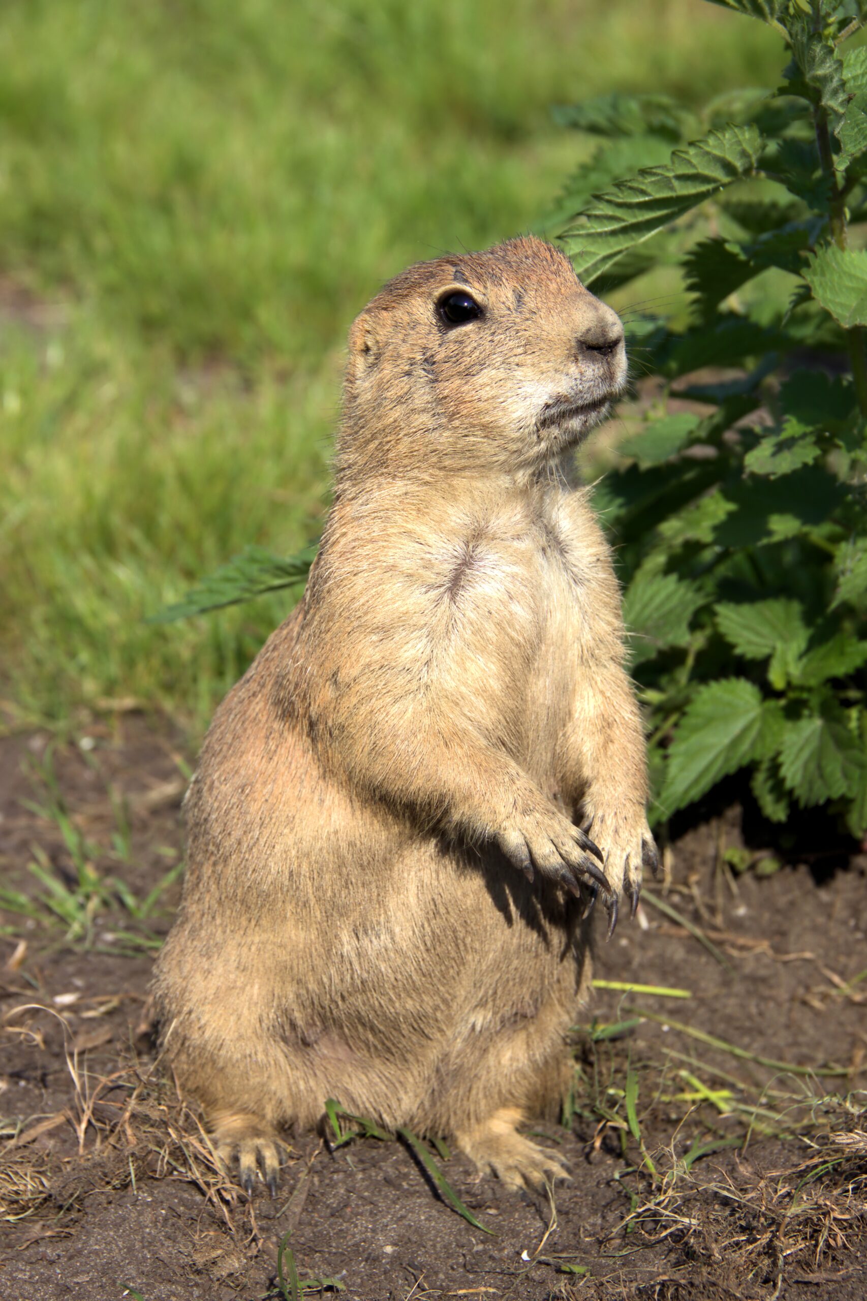 prairiehond 7989